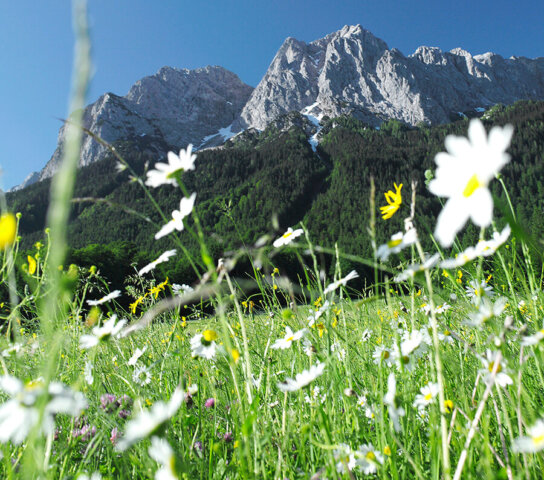 Blumenwiese mit Blick auf das Zugspitzmassiv